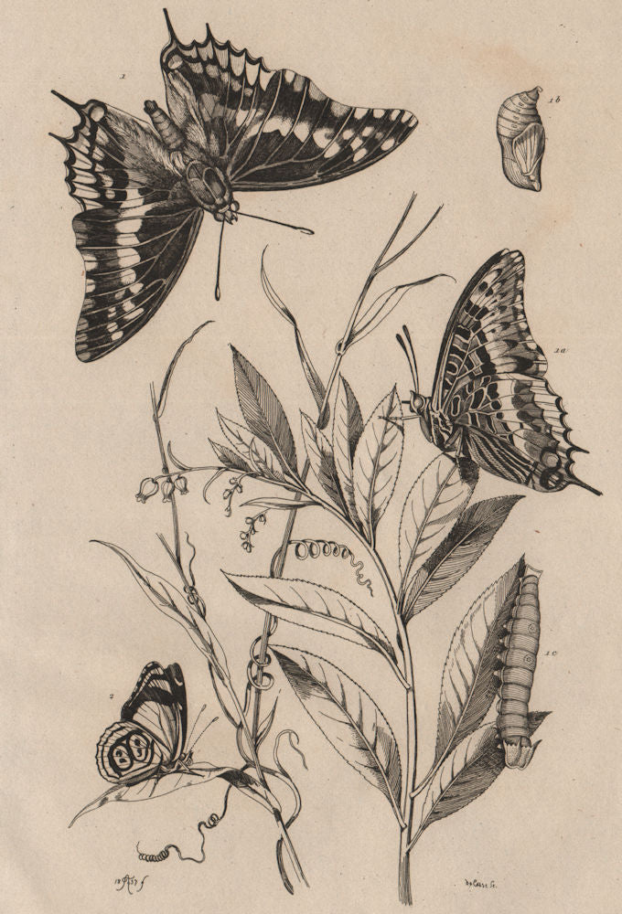 BUTTERFLIES Two-tailed Pasha/Foxy Emperor. Cramer's Eighty-eight 1834 print
